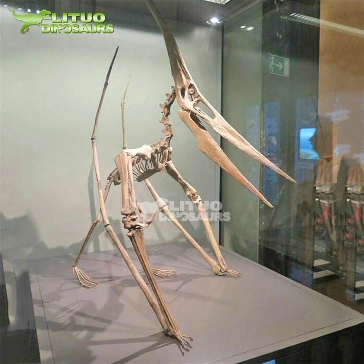 3Flying Dinosaur Pterosauria Skeleton(001)